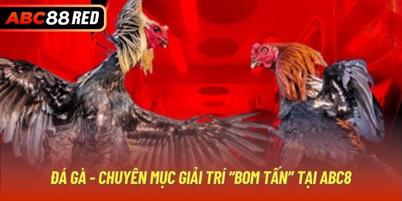 Đá gà - Chuyên mục giải trí “bom tấn” tại ABC8