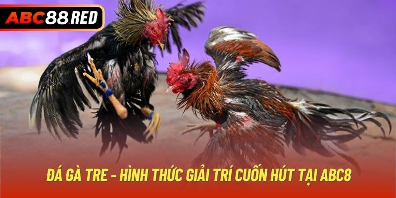 Đá gà tre - Hình thức giải trí cuốn hút tại ABC8