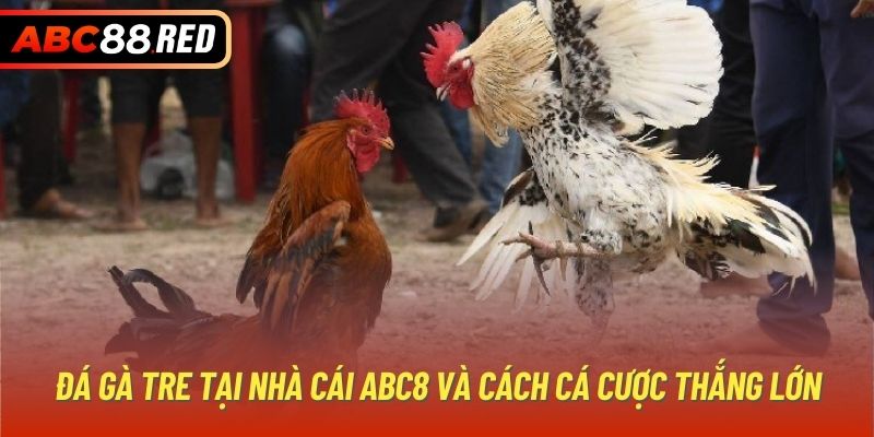 Đá Gà Tre Tại Nhà Cái ABC8 Và Cách Cá Cược Thắng Lớn