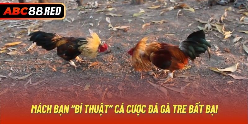 Mách bạn “bí thuật” cá cược đá gà tre bất bại