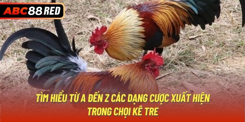 Tìm hiểu từ A đến Z các dạng cược xuất hiện trong chọi kê tre